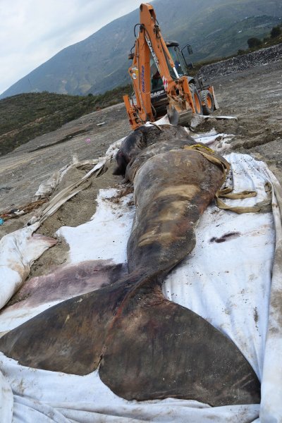 Der Darm des Wals war von dem Abfall völlig verstopft und ist förmlich explodiert Foto: AFP/ EBD-CSIC