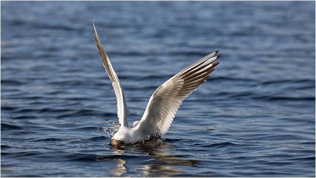 95 Prozent toter Seevögel hatten einer internationalen Studie zufolge Plastik gefressen Foto Colourbox