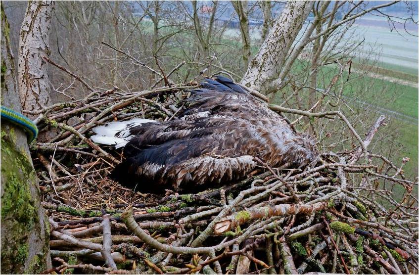 Seit Jahren nisten Seeadlerpaare im Ostemündungsgebiet. Am Freitag wurde dieses erwachsene Weibchen tot im Nest aufgefunden. Es war von einem Unbekannten erschossen worden. Foto Neumann